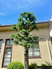 Buy Himalayan Cedar Trees in Australia (Cedrus deodara)