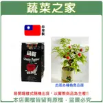 【蔬菜之家滿額免運】IPLANT易開罐花卉-櫻桃辣椒//最新發明專利設計