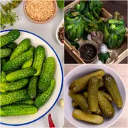 Cucumber - National Pickling seeds