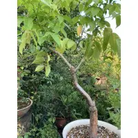 在飛比找蝦皮購物優惠-Commiphora madagascariensis 大顆