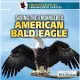 Saving the Endangered American Bald Eagle