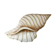 Darlin Capiz/Metal 34x19cm Conch Shell Wall Art V1 Hanging Decor Display Beige