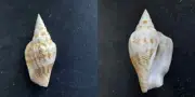 #N200 Doxander Campbelli, Queensland, Aus. 60.6mm Sea Snail shell
