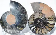 Large Black Ammonite PAIR Crystals 110myo FOSSIL XXL 156mm 6.1" 9521bb