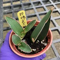 在飛比找蝦皮購物優惠-小玉多肉🌵玫瑰武士 虎尾蘭（4/16🆕）