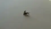 1 DOZ DF-5 PHEASANT TAIL SOFT HACKLE (SELECT COLOR & SIZE) NYMPH