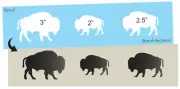 Stencils by Joanie 3 Buffalo Border Southwest Native Prairie Bison Art DIY Signs