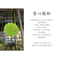 在飛比找蝦皮購物優惠-心栽花坊-愛心捲柏/冰淇淋捲柏/3吋/綠化植物/室內植物/觀