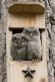 Owl House nesting box screech owl bird house cedar - Veteran Made