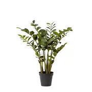 [James Lane] Zanzibar Plant - 60cm x 60cm x 90cm