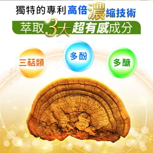 【COSHIA科雅健研】PI-365 野生桑黃子實體素食膠囊(60粒裝) (6.1折)