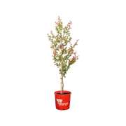 200mm Ruffled Red Magic - Lagerstroemia