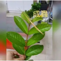 在飛比找蝦皮購物優惠-自然生態教材 棉桿竹節蟲（可混齡）買5隻以上送飼養罐