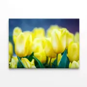 Flowers Known As Lady Tulips Print 100% Australian Made 120 x 90cm (Stretched)