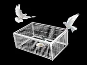 Nisorpa Pigeon Trap with Unidirectional Entrance, Encrypted Cage, Automatic Pigeon Collection, White, 25 x 16.7 x 10.2 in