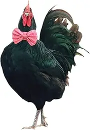 2 Pack Anti Crow Rooster Collar No Crow Rooster Collar Chicken Neckband Noise Free for Roosters Prevent Chickens from Screaming