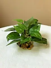 3" XS (2-stem) Green/White POTHOS Silk Bush plant, stone base