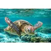 Save 20.01%! Barbados Shore Excursion: Carlisle Bay Turtle & Shipwreck