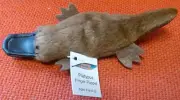 AUSTRALIAN ANIMAL GIFT PLATYPUS Soft Material FINGER PUPPET - Pack of 6 Puppets