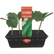 Punnet Cucumber Long Green - Cucumis sativis - Grow Your Own Range