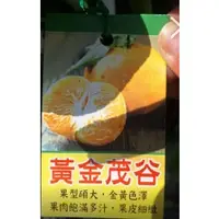 在飛比找蝦皮購物優惠-一禪種苗園-籽少具濃厚柑橘香氣<黃金茂谷柑>水果苗-4吋盆/