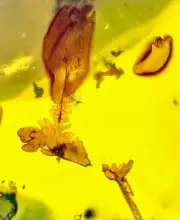 MULTIPLE CRETACEOUS MUSHROOM RARE! 99MYO Burmite Amber Fossil Bug DINOSAUR AGE