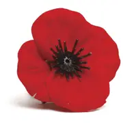 ANZAC Material Poppy Badge On Card POPPY REMEMBRANCE