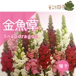 【現貨】【全館590免運】金魚草種子-高~SNAPDRAGON