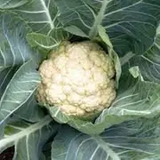 Cauliflower Snowball Early 25 Seeds