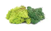 Hornby Lichen Green Mix OO Gauge Model Railway Scenic Products R7194