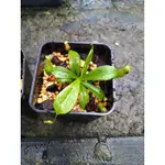 布凱豬籠草 食蟲植物