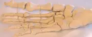 Life-size human foot bone skeleton anatomical model podiatrist doctor office New