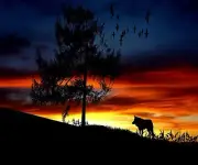 LONE WOLF AT SUNSET COMPUTER MOUSE PAD