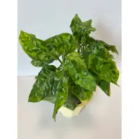 在飛比找蝦皮購物優惠-迷彩粗肋草 Aglaonema pictum tricolo