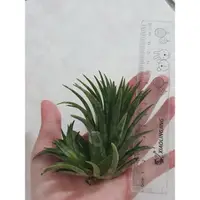 在飛比找蝦皮購物優惠-空氣鳳梨 華美露拉小精靈 ionantha maxima '