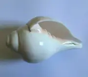 Genuine Vamavarti Shankh / Conch Shell Horn (White, 7") approx-Diwali pooja