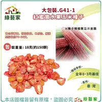 在飛比找蝦皮購物優惠-大包裝G41-1.紅蜜寶水果玉米種子18克(約150顆)(有