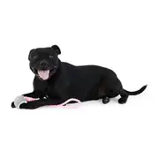 All Day Fetch Ball Rope Tug Dog Toy Pink