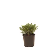 200mm Hebe Lemon and Lime