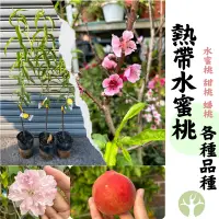 在飛比找蝦皮購物優惠-［農夫世家］熱帶 平地 水蜜桃🍑 嫁接苗 特大水蜜桃 特大甜