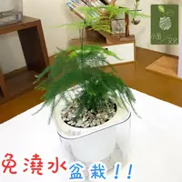 在飛比找蝦皮商城優惠-【現貨】【小品文化】文竹 4吋透明懶人盆栽 加水更方便 觀葉