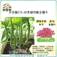 【綠藝家】大包裝E19.四季矮性敏豆種子130克(約600顆)