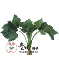 在飛比找蝦皮購物優惠-城禾農產🍃 日本山芹菜種子 約10500粒 28克 整株可食