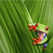 Green Frog Tropical Bright Waterproof Fabric Bath Drape Hook Shower Curtains DIY