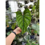 PHILODENDRON PLOWMANII 普洛蔓綠絨｜觀葉植物｜天南星｜斑葉｜婚禮小物｜室內植物｜盆栽