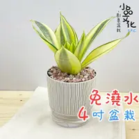 在飛比找蝦皮商城優惠-【小品文化】虎尾蘭【現貨】4吋仿瓷免澆水盆栽 室內植物 室內