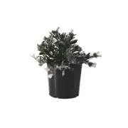 200mm Silver Bush - Convolvulus cneorum