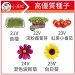 【植物保鑣】花 種子 苜蓿 紫蘿蔔芽 小番茄 波斯菊 向日葵 花苗 土壤種植 盆栽 種花 花架 植物保標