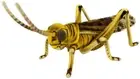 BH8578 HANSA desert locust 39