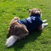 AFL Carlton Blues Pet Jumper - Large
